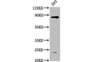 HOOK3 antibody  (AA 357-455)