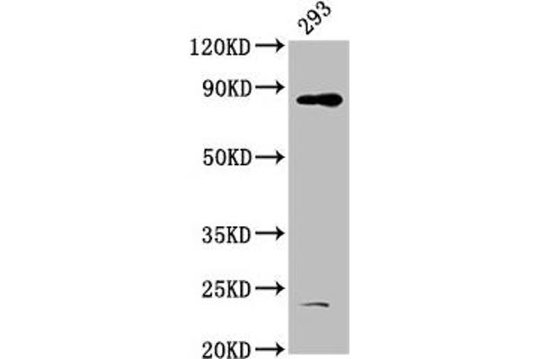 HOOK3 antibody  (AA 357-455)