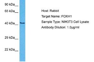 Host:  Rabbit  Target Name:  FOXH1  Sample Tissue:  Mouse NIH3T3 Whole Cell  Antibody Dilution:  1ug/ml (FOXH1 抗体  (Middle Region))