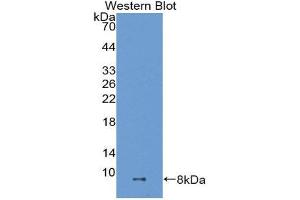 Western Blotting (WB) image for anti-ADAM Metallopeptidase with thrombospondin Type 1 Motif, 8 (ADAMTS8) (AA 832-889) antibody (ABIN1077728) (ADAMTS8 抗体  (AA 832-889))