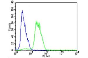 Flow cytometric analysis of SH-SY5Y cells using Mouse Mapk11 Antibody (N-term)(green, Cat(ABIN657841 and ABIN2846803)) compared to an isotype control of rabbit IgG(blue). (MAPK11 抗体  (N-Term))