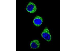Confocal immunofluorescent analysis of MTHFD1 Antibody (Center ) f with 293 cell followed by Alexa Fluor 488-conjugated goat anti-rabbit lgG (green). (MTHFD1 抗体  (AA 535-562))