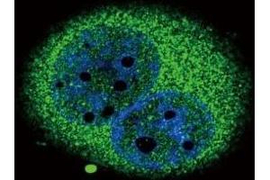 Confocal immunofluorescent analysis of IRF5 antibody with A549 cells followed by Alexa Fluor 488-conjugated goat anti-rabbit lgG (green). (IRF5 抗体  (AA 81-108))