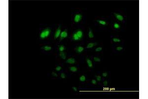 Immunofluorescence of purified MaxPab antibody to C8orf72 on HeLa cell. (FAM110B 抗体  (AA 1-370))