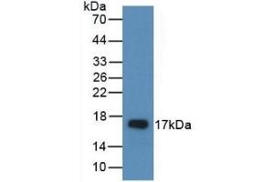 Detection of Recombinant AREG, Rat using Polyclonal Antibody to Amphiregulin (AREG) (Amphiregulin 抗体  (AA 97-243))