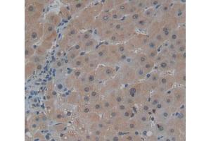 Used in DAB staining on fromalin fixed paraffin- embedded liver tissue (Centriolin 抗体  (AA 2101-2325))