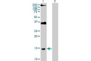 Western Blot analysis of PRM1 expression in transfected 293T cell line by PRM1 MaxPab polyclonal antibody. (PRM1 抗体  (AA 1-51))