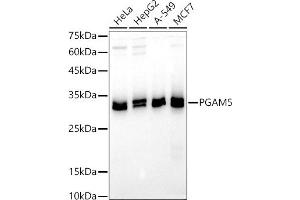 Western blot analysis of extracts of various cell lines, using PG antibody (ABIN7269317) at 1:500 dilution. (PGAM5 抗体  (AA 30-225))