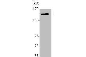 Western Blot analysis of K562 cells using EEA1 Polyclonal Antibody (EEA1 抗体  (N-Term))