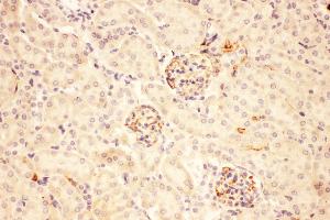 Anti-ACTH Picoband antibody,  IHC(P): Mouse Kidney Tissue