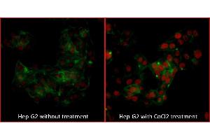 Immunofluorescence (IF) image for anti-Endothelial PAS Domain Protein 1 (EPAS1) (AA 400-450) antibody (ABIN7454018) (Recombinant EPAS1 抗体  (AA 400-450))