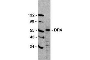 Western blot analysis of DR4 in HeLa cell lysate with DR4 antibody at 1μg/ml. (TNFRSF10A 抗体)