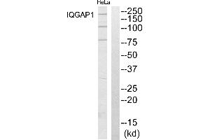 Western blot analysis of extracts from HeLa cells, using IQGAP1 antibody. (IQGAP1 抗体  (N-Term))