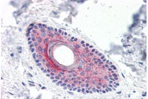 Human Skin, Hair Follicle (formalin-fixed, paraffin-embedded) stained with LYPD3 antibody ABIN351429 at 15 ug/ml followed by biotinylated goat anti-rabbit IgG secondary antibody ABIN481713, alkaline phosphatase-streptavidin and chromogen. (LYPD3 抗体  (C-Term))
