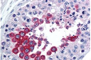 Human Testis (formalin-fixed, paraffin-embedded) stained with TAAR1 antibody ABIN290213 at 10 ug/ml followed by biotinylated goat anti-rabbit IgG secondary antibody ABIN481713, alkaline phosphatase-streptavidin and chromogen. (TAAR1 抗体  (AA 225-250))