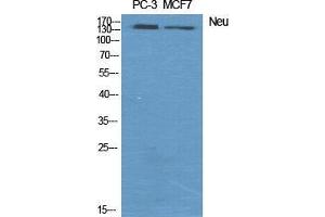 Western Blot (WB) analysis of specific cells using Neu Polyclonal Antibody. (NEURL 抗体  (Ser354))
