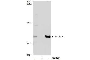 Immunoprecipitation (IP) image for anti-Polymerase (RNA) III (DNA Directed) Polypeptide A, 155kDa (POLR3A) (N-Term) antibody (ABIN2856286)