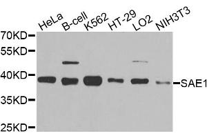 Western blot analysis of extracts of various cell lines, using SAE1 antibody. (SAE1 抗体)