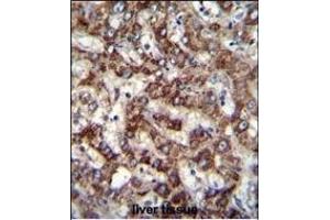 TRIM59 Antibody (N-term) (ABIN655580 and ABIN2845072) immunohistochemistry analysis in formalin fixed and paraffin embedded human liver tissue followed by peroxidase conjugation of the secondary antibody and DAB staining. (TRIM59 抗体  (N-Term))