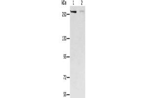 Gel: 6 % SDS-PAGE, Lysate: 40 μg, Lane 1-2: Hela cells, 293T cells, Primary antibody: ABIN7130197(MCM3AP Antibody) at dilution 1/250, Secondary antibody: Goat anti rabbit IgG at 1/8000 dilution, Exposure time: 20 seconds (GANP 抗体)