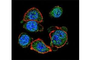 Confocal immunofluorescent analysis of MITF antibody with HeLa cells followed by Alexa Fluor 488-conjugated goat anti-rabbit lgG (green). (MITF 抗体  (AA 1-28))