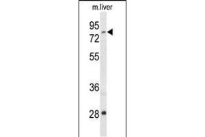 Western blot analysis of ACSS2 Antibody (N-term) (ABIN653559 and ABIN2842938) in mouse liver tissue lysates (35 μg/lane). (ACSS2 抗体  (N-Term))