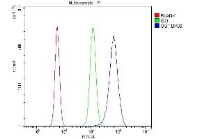 Flow Cytometry analysis of RAW264. (OGT 抗体  (C-Term))