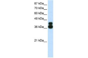 WB Suggested Anti-FOXJ1 Antibody Titration:  0. (FOXJ1 抗体  (N-Term))