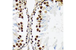Immunohistochemistry of paraffin-embedded rat testis using PTBP2 Rabbit mAb (ABIN7269465) at dilution of 1:100 (40x lens). (PTBP2 抗体)