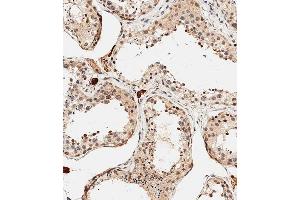 Immunohistochemical analysis of C on paraffin-embedded human testis tissue was performed on the Leica®BOND RXm. (PDCD4 抗体  (AA 121-149))