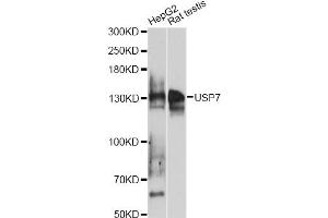 Western blot analysis of extracts of various cell lines, using USP7 antibody (ABIN6293331) at 1:1000 dilution. (USP7 抗体)