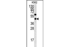 Western blot analysis of LYAR antibody (N-term) (ABIN391498 and ABIN2841463) in K562 cell line lysates (35 μg/lane). (LYAR 抗体  (N-Term))