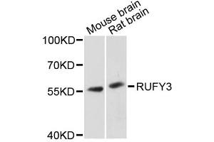 Western blot analysis of extracts of various cell lines, using RUFY3 antibody. (RUFY3 抗体)