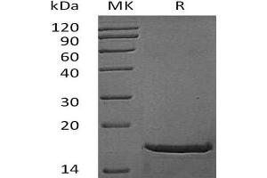 Western Blotting (WB) image for Fibroblast Growth Factor 2 (Basic) (FGF2) (Active) protein (ABIN7320526) (FGF2 蛋白)