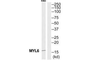Western blot analysis of extracts from K562 cells, using MYL6 antibody. (MYL6 抗体  (C-Term))