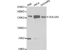 Western blot analysis of extracts of various cell lines, using GOLGA2 antibody. (Golgin A2 (GOLGA2) 抗体)