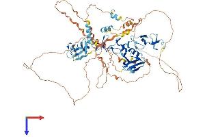 LIM Domain Binding 3 Protein Protein (AA 1-727) (His tag)