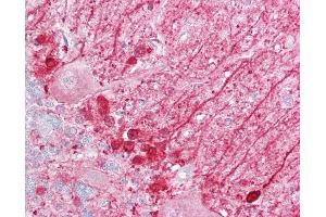 Anti-DBI antibody IHC of human brain, cerebellum. (Diazepam Binding Inhibitor 抗体  (N-Term))