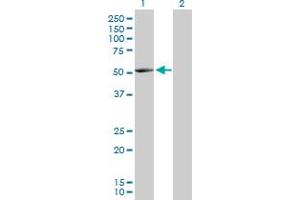Western Blot analysis of NARS2 expression in transfected 293T cell line by NARS2 MaxPab polyclonal antibody. (NARS2 抗体  (AA 1-477))