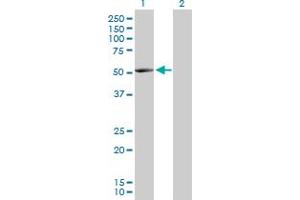 Western Blot analysis of NARS2 expression in transfected 293T cell line by NARS2 MaxPab polyclonal antibody.