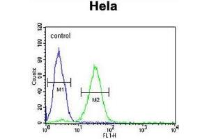 CREM Antibody (C-term) flow cytometric analysis of Hela cells (right histogram) compared to a negative control cell (left histogram). (CREM 抗体  (C-Term))