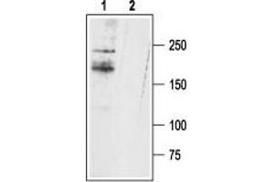 Western blot analysis of rat DRG lysates: - 1. (SCN11A 抗体  (C-Term, Intracellular))