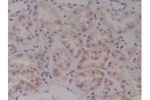 Detection of Ntn4 in Human Kidney Tissue using Polyclonal Antibody to Netrin 4 (Ntn4) (Netrin 4 抗体  (AA 349-592))