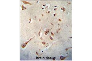 Immunohistochemistry analysis in Formalin Fixed, Paraffin Embedded Human brain tissue stained with SERPINI1 antibody (N-term) followed by peroxidase conjugation of the secondary antibody and DAB staining. (Neuroserpin 抗体  (N-Term))