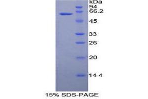 SDS-PAGE (SDS) image for Ribonuclease T2 (RNASET2) (AA 25-256) protein (His tag,GST tag) (ABIN1080674) (RNASET2 Protein (AA 25-256) (His tag,GST tag))