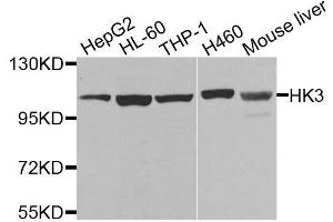 Western blot analysis of extracts of various cell lines, using HK3 antibody. (HK3 抗体  (AA 1-270))
