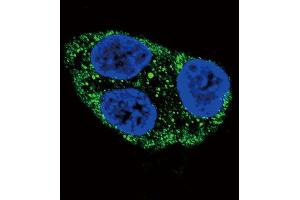 Confocal immunofluorescent analysis of Tyrosinase Antibody with HepG2 cell followed by Alexa Fluor 488-conjugated goat anti-rabbit lgG (green). (TYR 抗体  (C-Term))