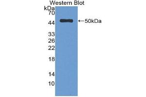 Western Blotting (WB) image for anti-Serpin Family C Member 1 (SERPINC1) (AA 33-464) antibody (ABIN1077809) (SERPINC1 抗体  (AA 33-464))