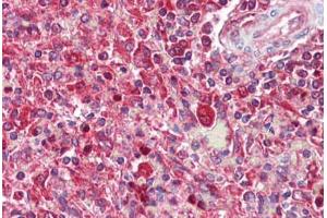 Anti-SNX2 antibody IHC staining of human spleen. (Sorting Nexin 2 抗体  (AA 350-400))