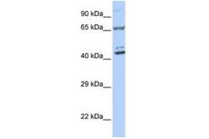 Image no. 1 for anti-Zinc Finger Protein 324 (ZNF324) (AA 180-229) antibody (ABIN6740513) (ZNF324 抗体  (AA 180-229))